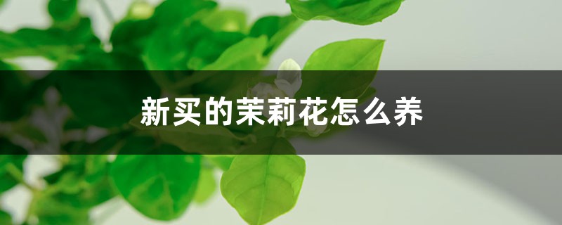 新买的茉莉花怎么养
