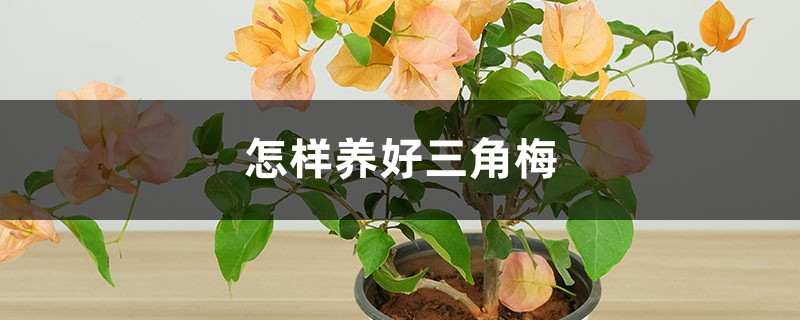 怎样养好三角梅