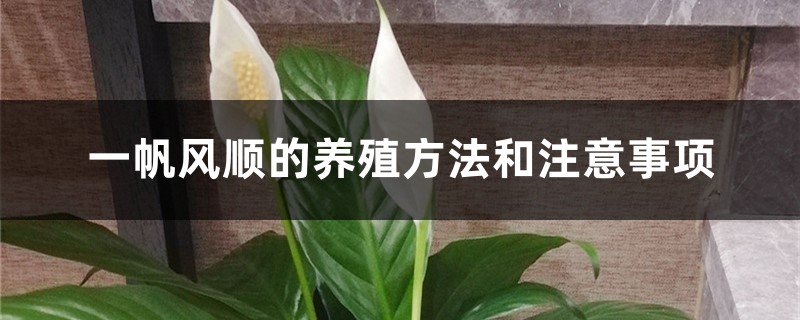 一帆风顺的养殖方法和注意事项