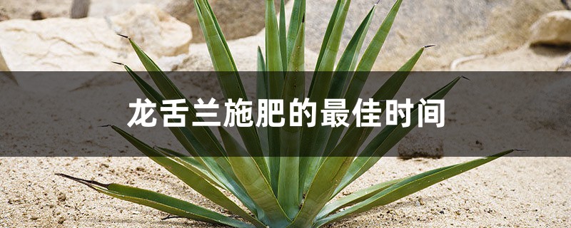 龙舌兰施肥的最佳时间，龙舌兰施肥方法