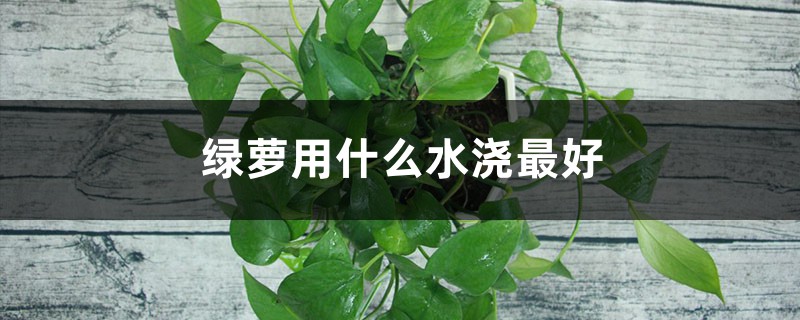 绿萝用什么水浇最好