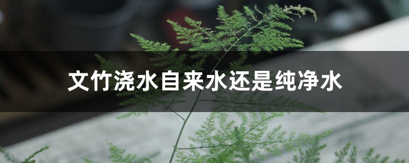 文竹浇水自来水还是纯净水，浇水是浇叶还是根