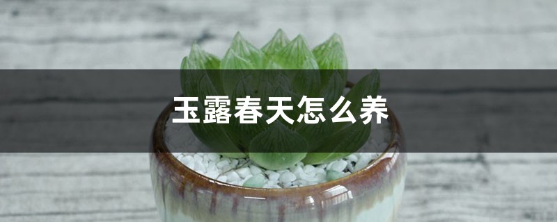 玉露春天怎么养