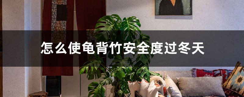 怎么使龟背竹安全度过冬天，冬天会冻死吗