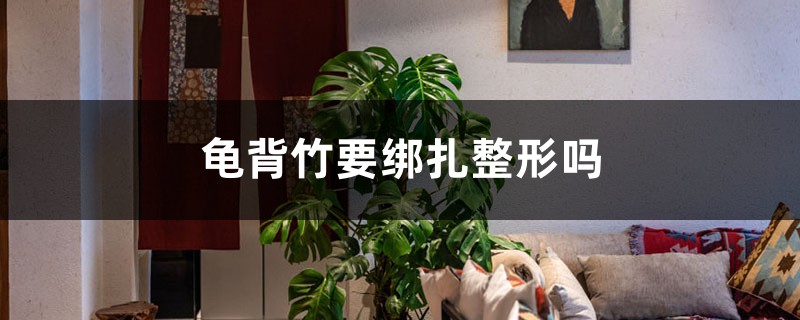 龟背竹要绑扎整形吗，绑扎整形的方法