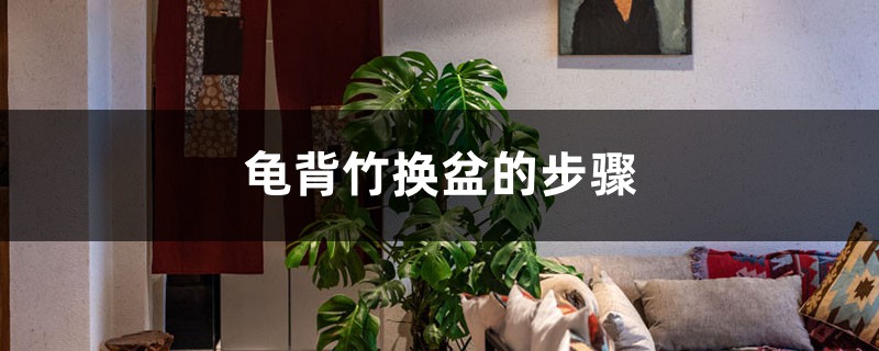 龟背竹换盆的步骤，换盆后要浇水吗