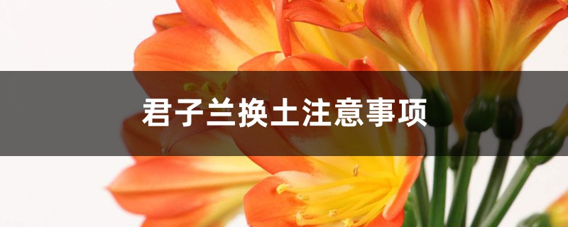 君子兰换土注意事项：旧土还能用吗？要修根吗？换后要浇水吗？