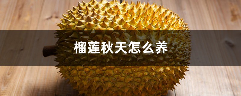 榴莲秋天怎么养