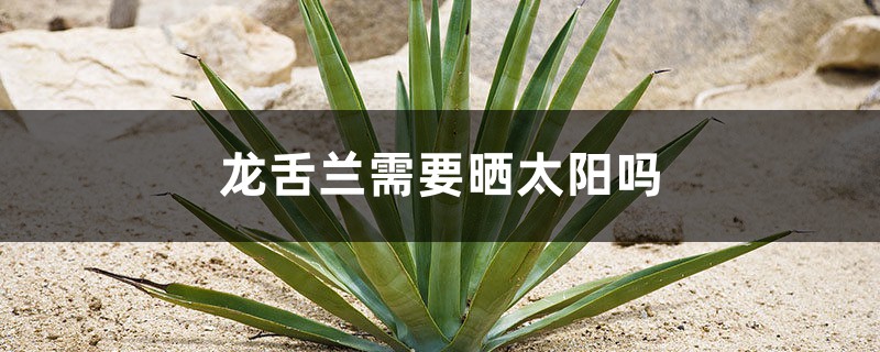 龙舌兰需要晒太阳吗，需要修剪吗