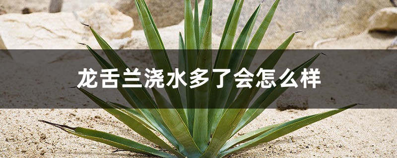 龙舌兰浇水多了会怎么样，夏天多久浇水一次