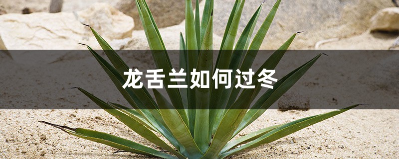龙舌兰如何过冬，龙舌兰能在室外过冬吗