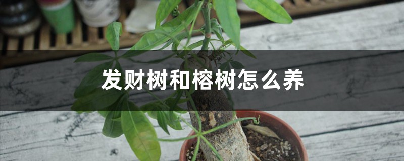 发财树和榕树怎么养，有什么区别？