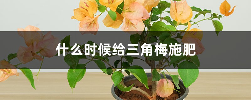 什么时候给三角梅施肥，施肥过多怎么办