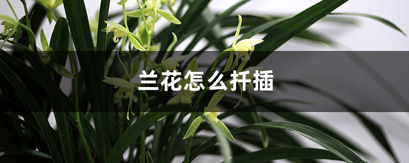 兰花怎么扦插兰花怎么扦插，不带根能活吗？