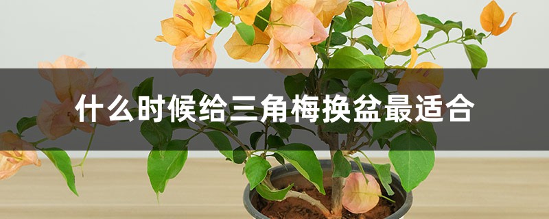 什么时候给三角梅换盆最适合，换盆后怎么养护