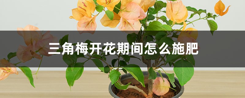三角梅开花期间怎么施肥，施什么肥