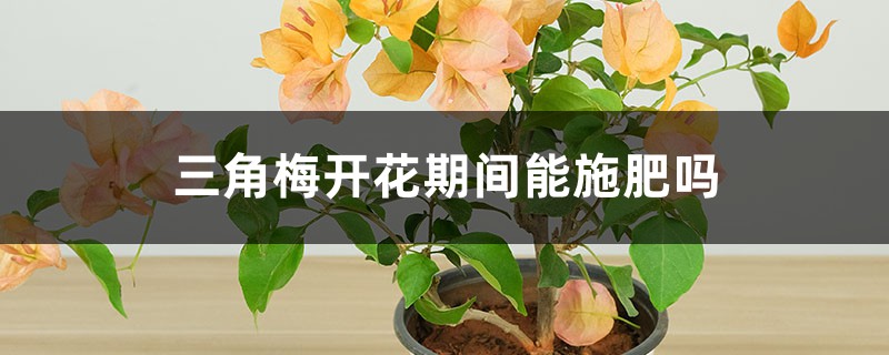 三角梅开花期间能施肥吗，开花能浇水吗