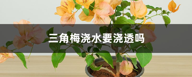 三角梅浇水要浇透吗，浇水浇多了怎么办