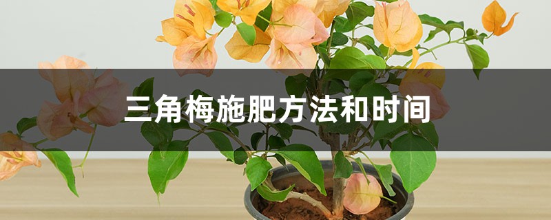 三角梅施肥方法和时间，施肥什么肥最好