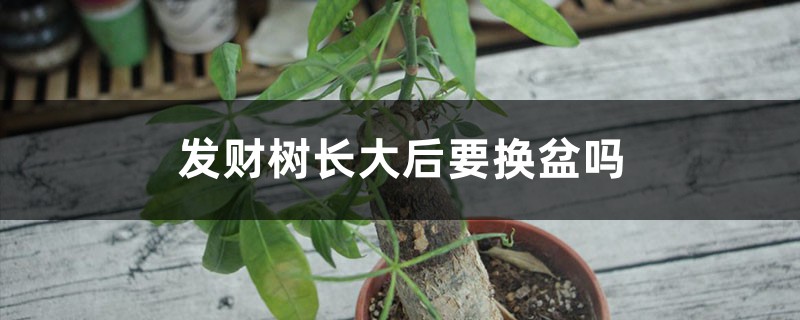 发财树长大后要换盆吗，什么时候换盆好