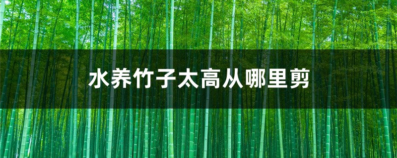 水养竹子太高从哪里剪，叶子黄了怎么修剪？