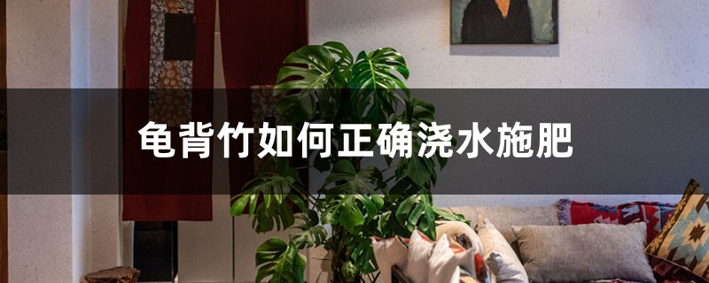 龟背竹如何正确浇水施肥，龟背竹对光照有需求吗