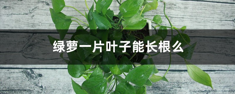 绿萝一片叶子能长根么，能插活么？