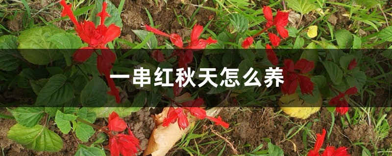 一串红秋天怎么养
