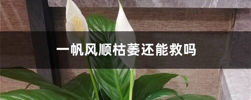 一帆风顺枯萎还能救吗，如何救活