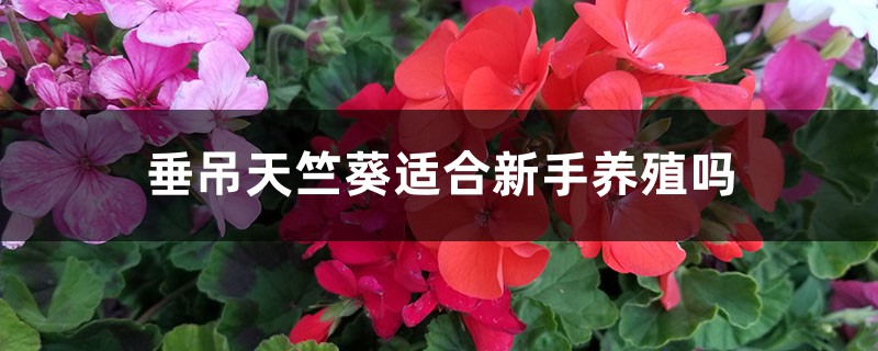 垂吊天竺葵好养吗：能养几年，可以在室内养吗
