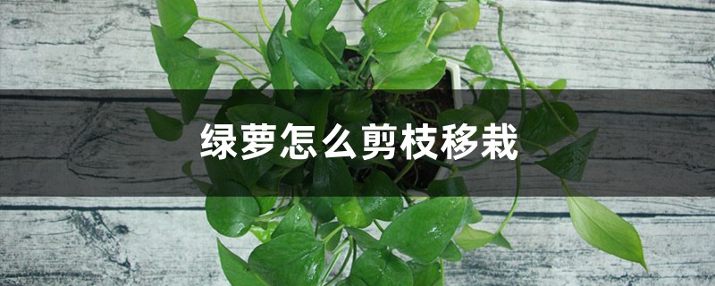 绿萝的繁殖方法，怎么剪枝种植（图解）