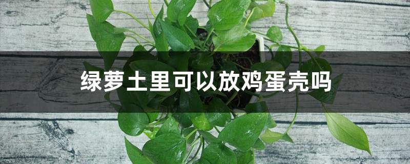 绿萝土里可以放鸡蛋壳吗，绿萝用什么土最好