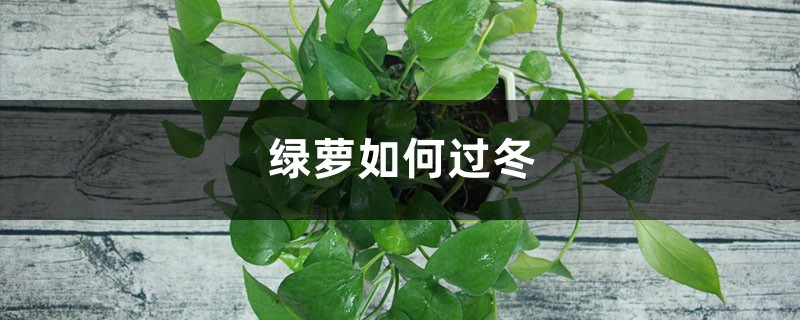 绿萝如何过冬，冬天没暖气能包上袋子过冬吗