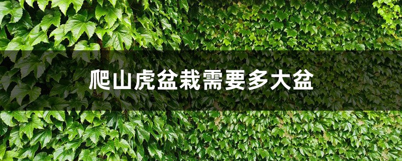 爬山虎盆栽需要多大盆，一年能长多少？