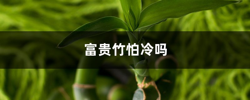 富贵竹怕冷吗，富贵竹怕阳光晒吗