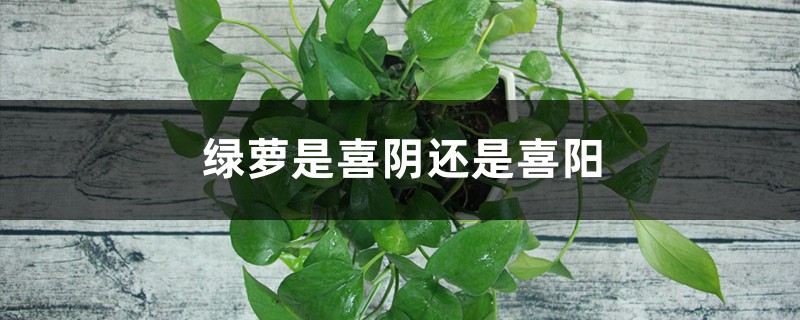 绿萝是喜阴还是喜阳，怎么养才长得好
