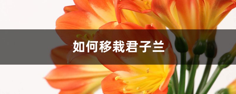 如何移栽君子兰：幼苗移栽方法、注意事项