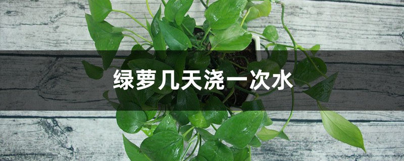 绿萝几天浇一次水，浇什么水长得快