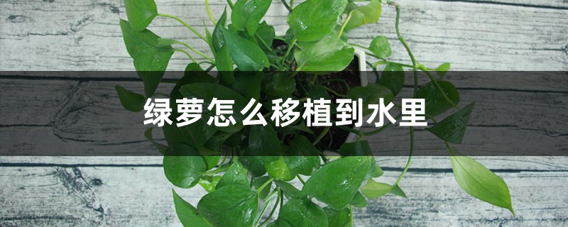 绿萝怎么移植到水里，插水里怎么生根快