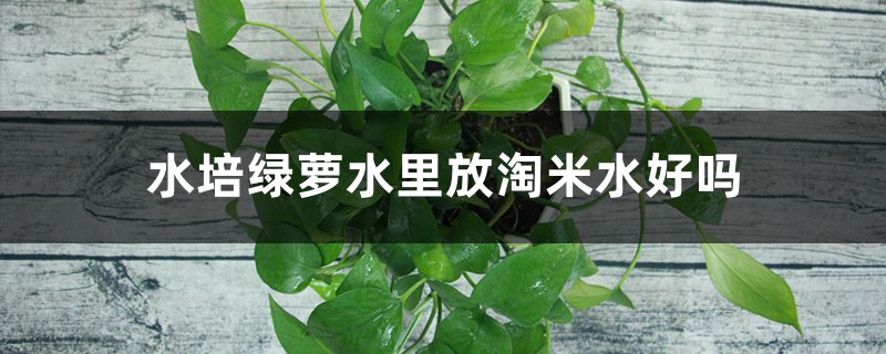 水培绿萝水里放淘米水好吗，能长得更旺盛吗，会烂根吗
