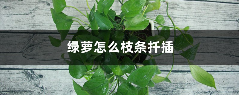 绿萝怎么枝条扦插，扦插气根怎么剪