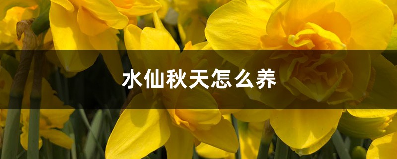水仙秋天怎么养