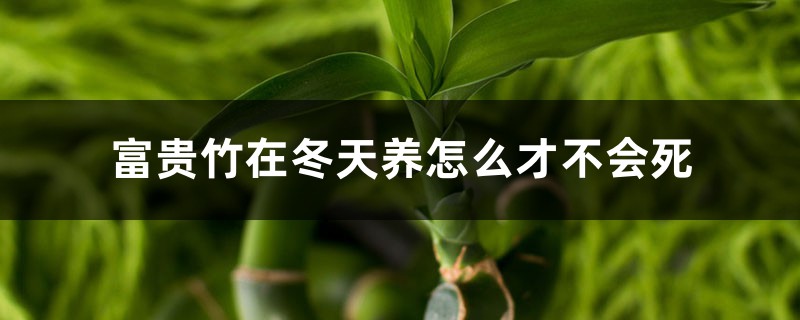 富贵竹在冬天养怎么才不会死，富贵竹在卧室养好吗