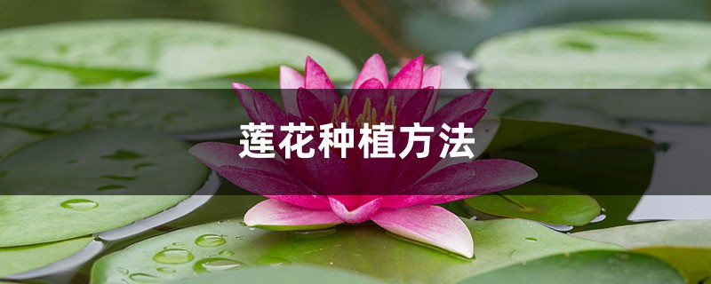 莲花种植方法，莲花可以用藕种植繁殖吗