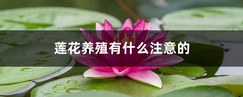 莲花养殖有什么注意的，能放在室内阳台吗