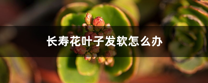 长寿花移栽后，叶子发软变薄怎么办？