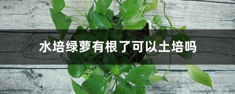 水培绿萝有根了可以土培吗，怎样改土培