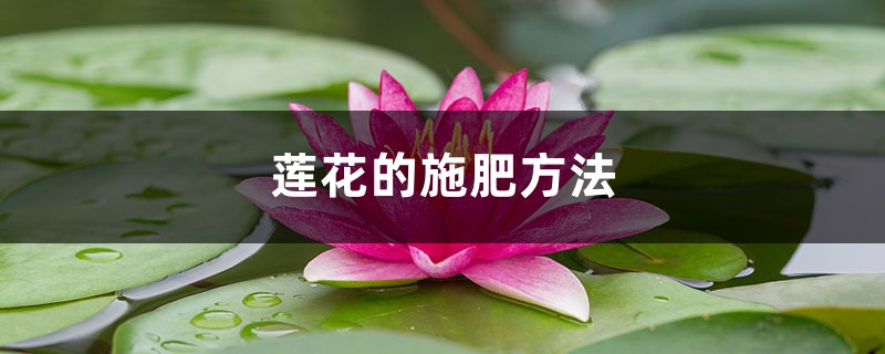 莲花的施肥方法，莲花不施肥行吗