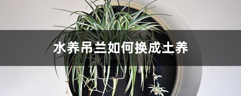 水养吊兰如何换成土养，土养吊兰注意事项