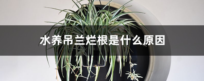 水养吊兰烂根是什么原因，水养吊兰烂根后怎么处理